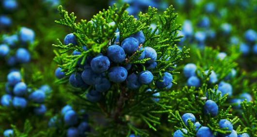 Juniper Berries 2.5oz, Whole, Organic