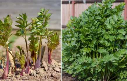 Lovage Root, 0.5oz