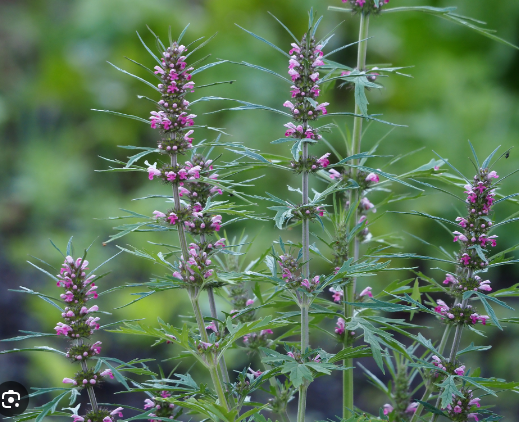 Motherwort 1 oz