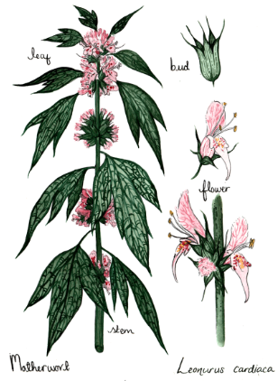 Motherwort 1 oz