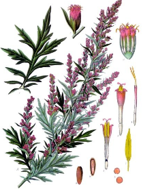 Mugwort 1.5 oz