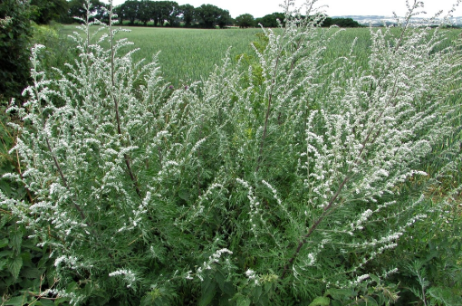 Mugwort 1.5 oz