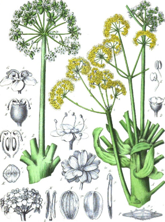 Asafoetida Powder