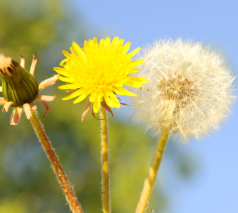 Dandelion Root, raw 2.5oz