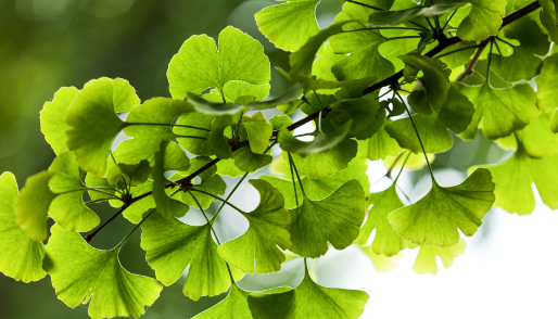 Ginkgo Leaves, cut and sifted, organic 1 oz