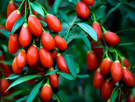 Goji Berries, whole, organic 2oz