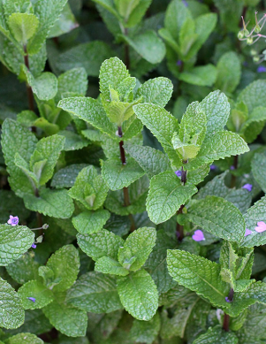 Spearmint Leaves, cut and sifted, organic 0.7oz
